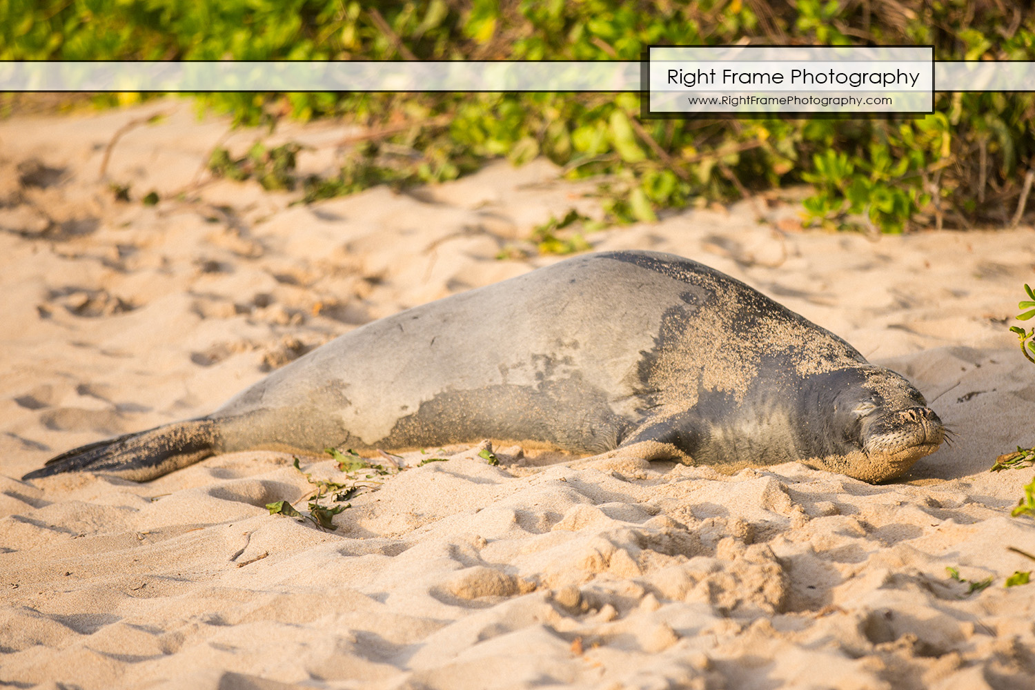 DISNEY AULANI Family Photographer in Ko'Olina